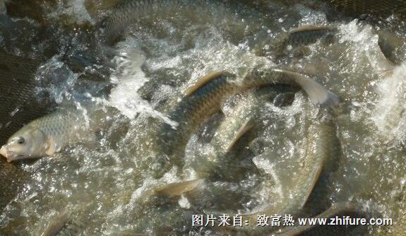 草料喂草魚把好四關