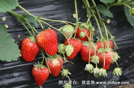 種一畝草莓能賺多少錢?種草莓的成本和利潤