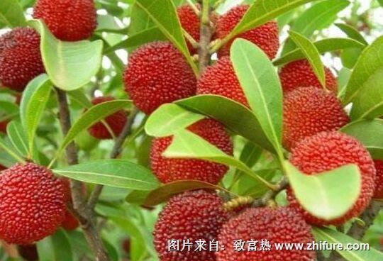 種一畝楊梅能賺多少錢？種楊梅的成本和利潤