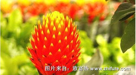 室內適合種植什么植物