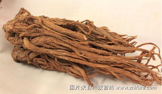 2017種當歸賺錢嗎？2017種當歸前景及市場價格行情分析