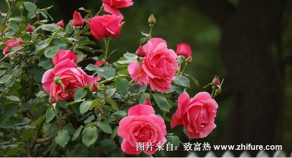 月季花的養殖方法