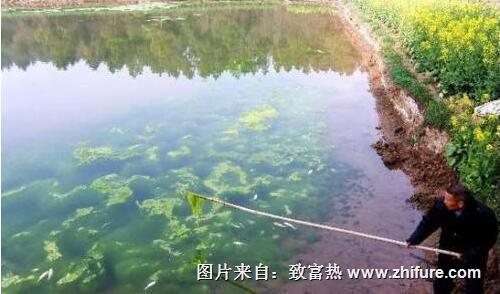 池塘里有青苔藍(lán)藻怎么辦？