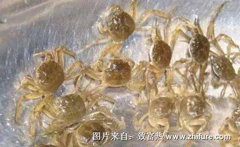 幼蟹培育水質(zhì)管理