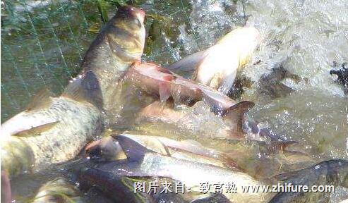 白鰱魚的飼料配方