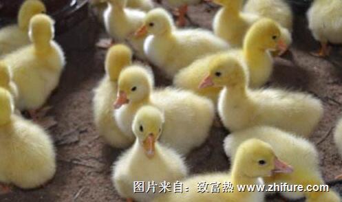 小鵝的飼養方法和要點