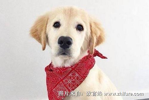 第一次飼養(yǎng)寵物需要注意的問題