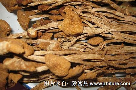 如何制作干茶樹菇