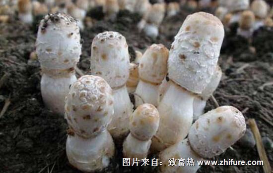 2017種雞腿菇賺錢嗎？2017種雞腿菇前景及市場價格行情分析