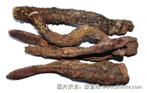 肉蓯蓉藥材的種植技術(shù)