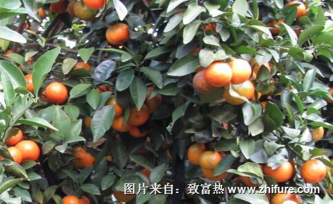 沙糖桔的種植前景