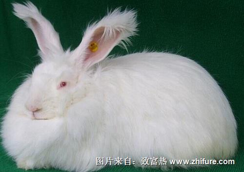 長毛兔飼料配方 