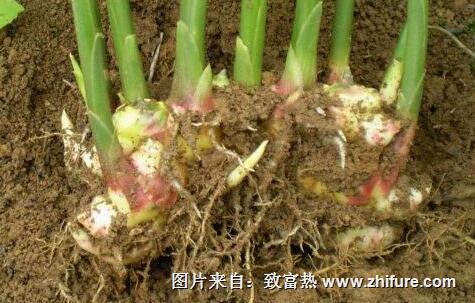 種植生姜的病蟲害防治