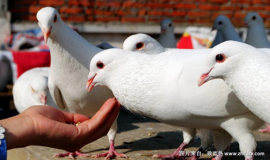鴿舍的要求