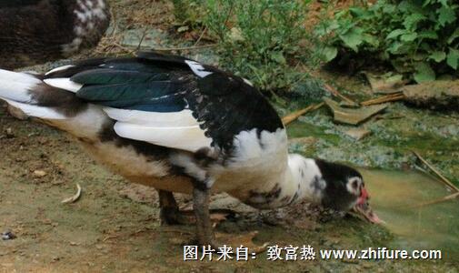 西洋鴨養殖技巧和方法