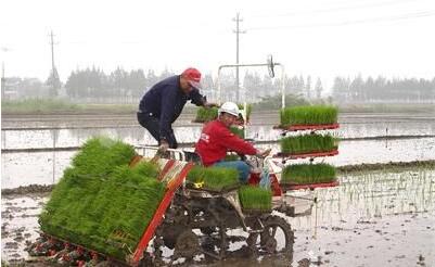 使用水稻拋秧機要注意什么？