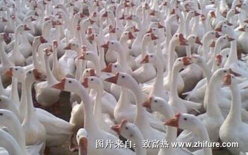 養殖鵝預防拉稀的方法