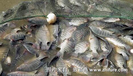 羅非魚(yú)人工池塘養(yǎng)殖方式