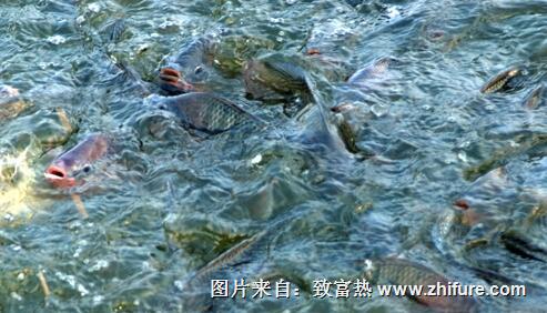羅非魚(yú)該如何防寒越冬？