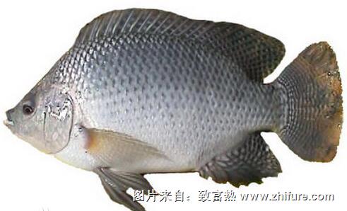 羅非魚(yú)的病防經(jīng)驗(yàn)