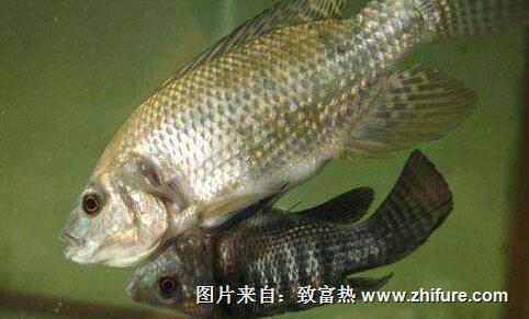 羅非魚(yú)的飼料配方