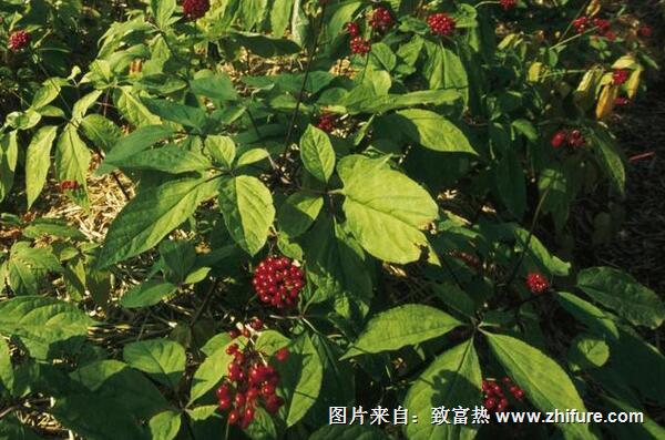 種植人參的技巧