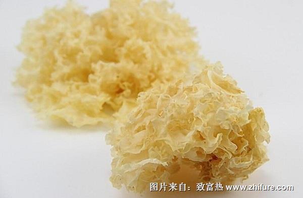 銀耳的生活條件