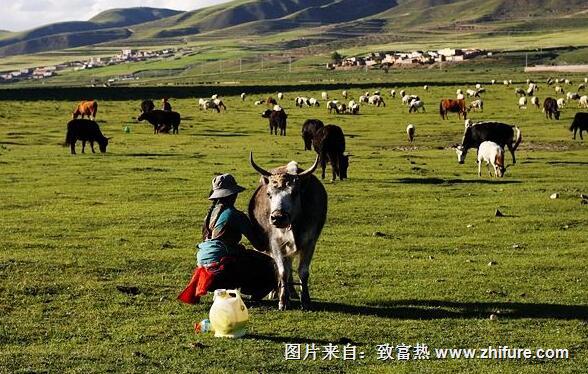 如何讓牛羊奶水多？飼喂磷酸脲