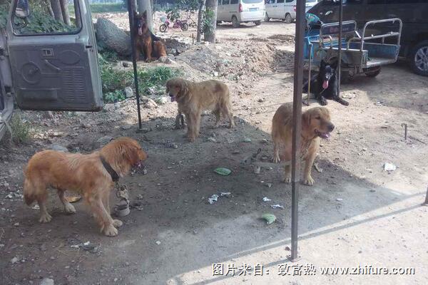 肉狗養(yǎng)殖新技術