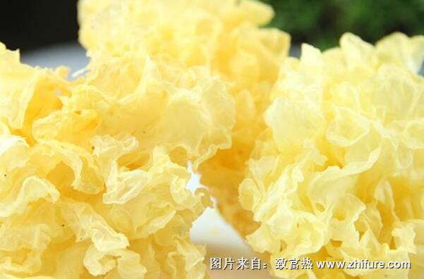 銀耳的病蟲防治