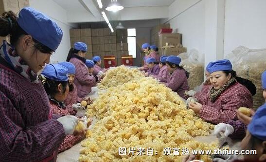 銀耳的加工方法