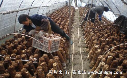 農村創業好項目推薦