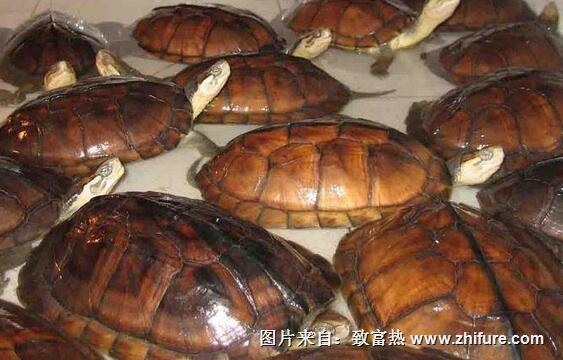 石金錢龜稚龜的建池及養殖