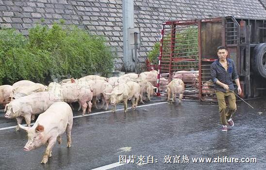 趕豬的學(xué)問(wèn)