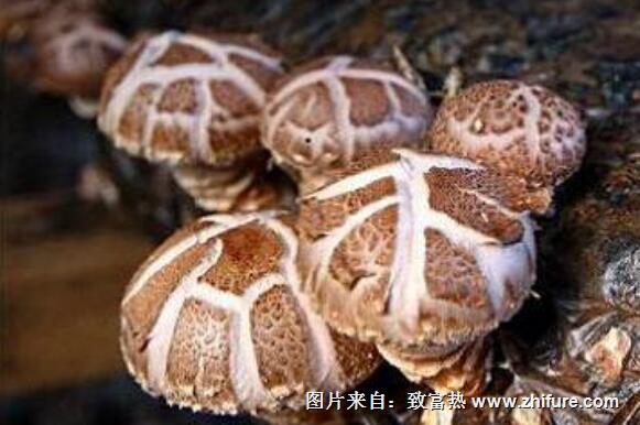 種植菌類的利潤