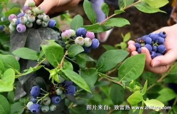 藍莓的園地選擇與準(zhǔn)備