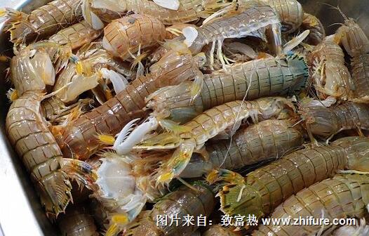 皮皮蝦餌料管理