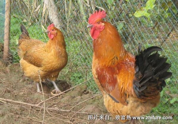 養(yǎng)殖土雞的技術(shù)