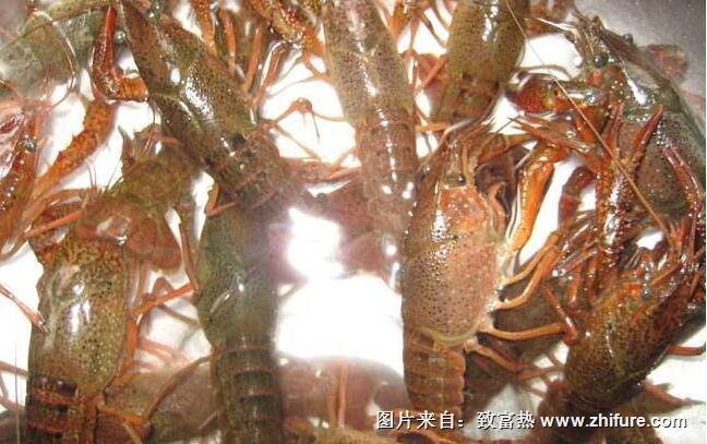 八個賺錢創(chuàng)業(yè)項目