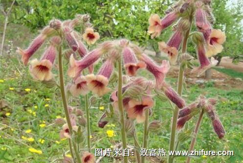 適合農村種植的藥材品種