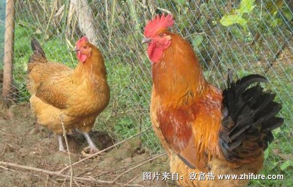 養(yǎng)殖土雞的技術(shù)