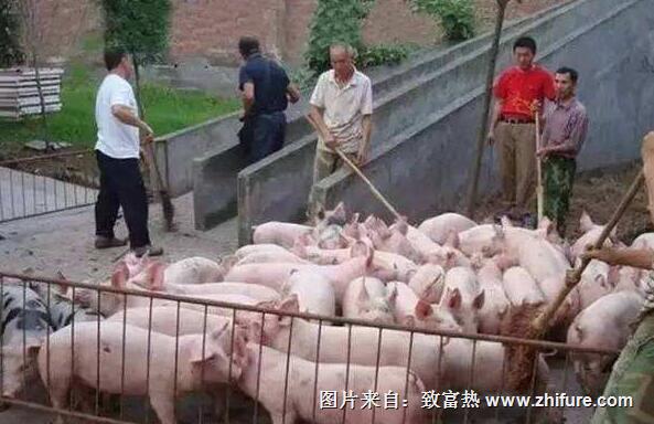 豬場養(yǎng)殖廢水的處理技術(shù)