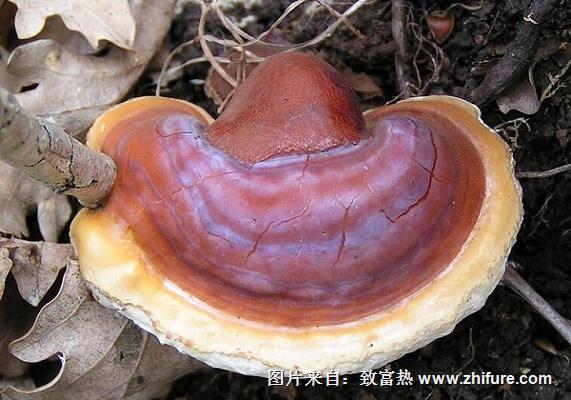 靈芝的人工栽培技術