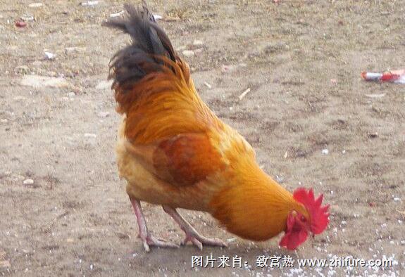 中藥配方獸藥配方：曲霉菌病 