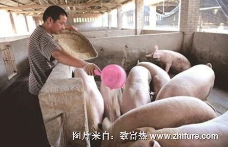 養豬如何降低飼養成本