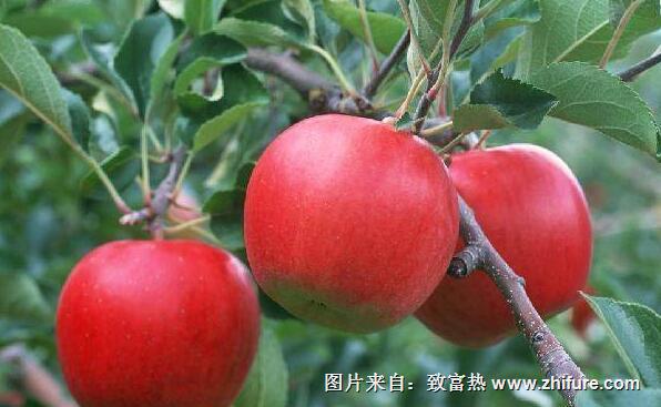 蘋果斑點落葉病的防治方法