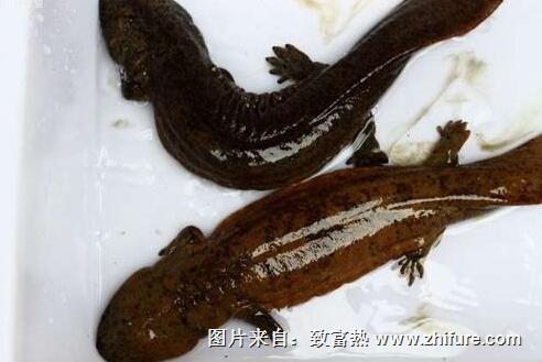 娃娃魚科學合理建池