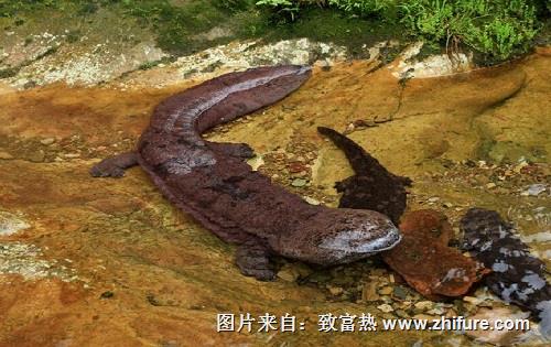 娃娃魚人工養殖的方法