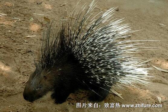 豪豬的飼養(yǎng)效益