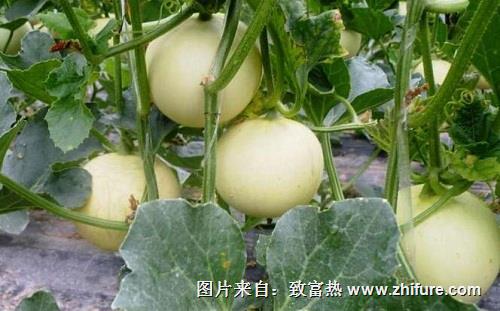 甜瓜溫度管理（生長期）